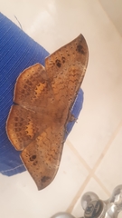 Hemeroblemma opigena