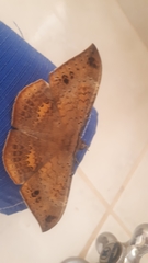 Hemeroblemma opigena