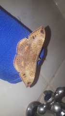 Hemeroblemma opigena