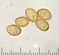 Cortinarius alboglobosus