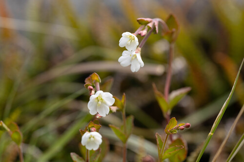 Epilobium chlorifolium (Epilobium chlorifolium)