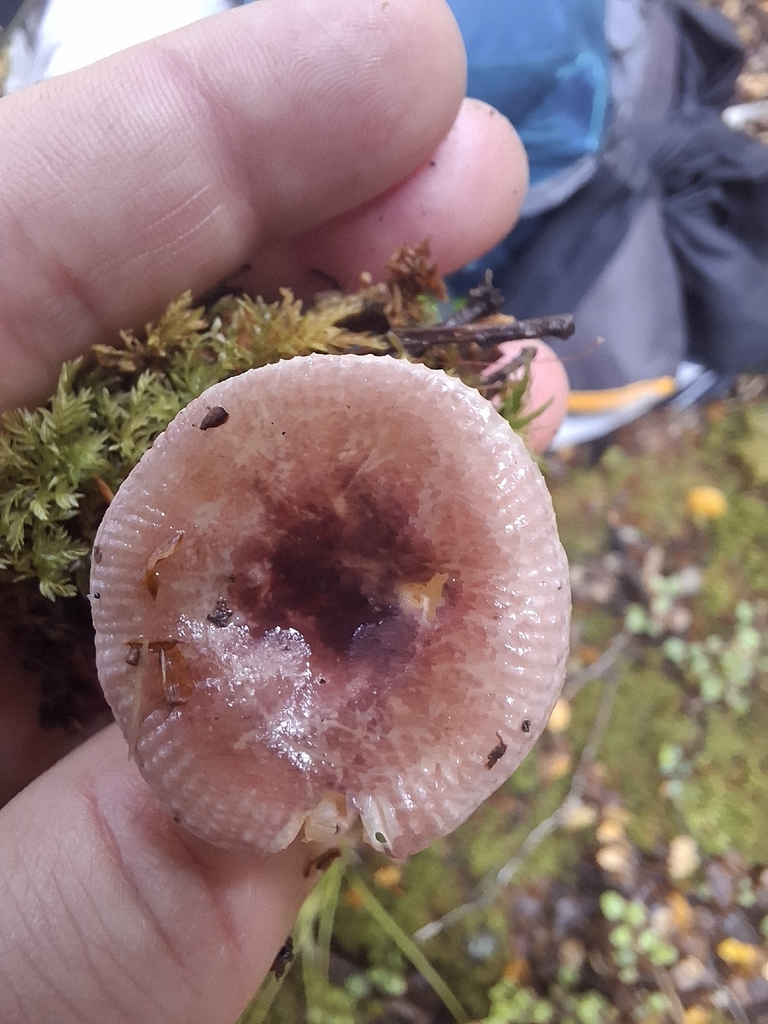 Russula roseopileata · December 2025 · photo: © armillariabianca (iNaturalist, cc0)