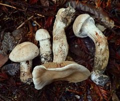 Cortinarius alboglobosus