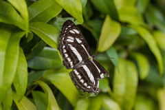 Phaedyma columella singa