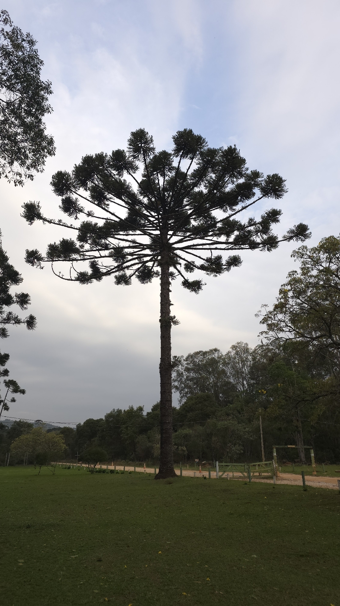 Araucaria angustifolia