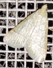 Lepidoptera
