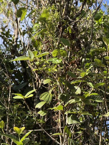 Passiflora tulae, photograph 2