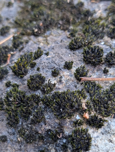 Sessile Grimmia (Schistidium apocarpum)