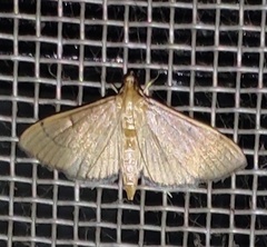 Lepidoptera