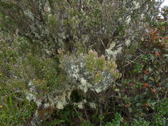 Leptospermum recurvum