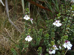 Euphrasia borneensis