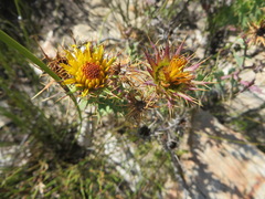 Berkheya cruciata