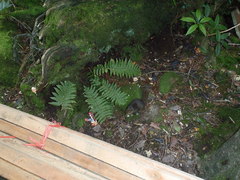 Sundasciurus everetti