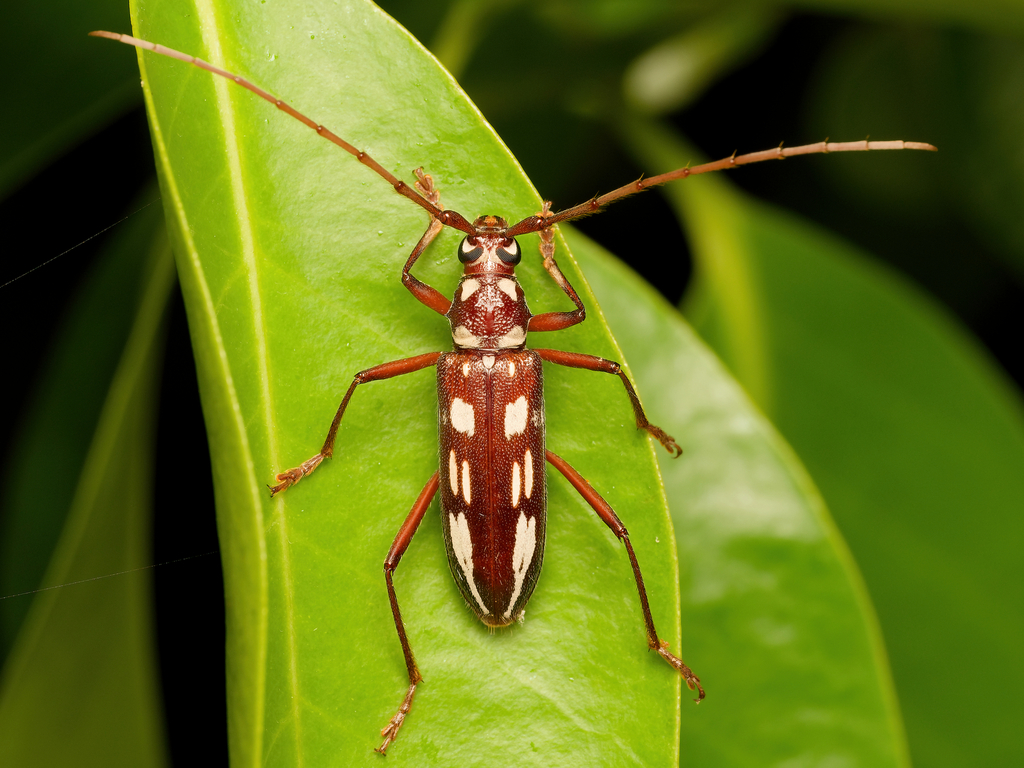 Coeleburia decemmaculata