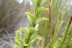 Pseudoselago pulchra