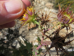 Berkheya cruciata