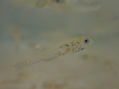 Gobiopterus macrolepis