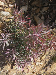 Leucadendron barkerae