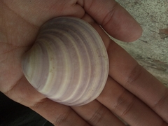 Eucallista purpurata