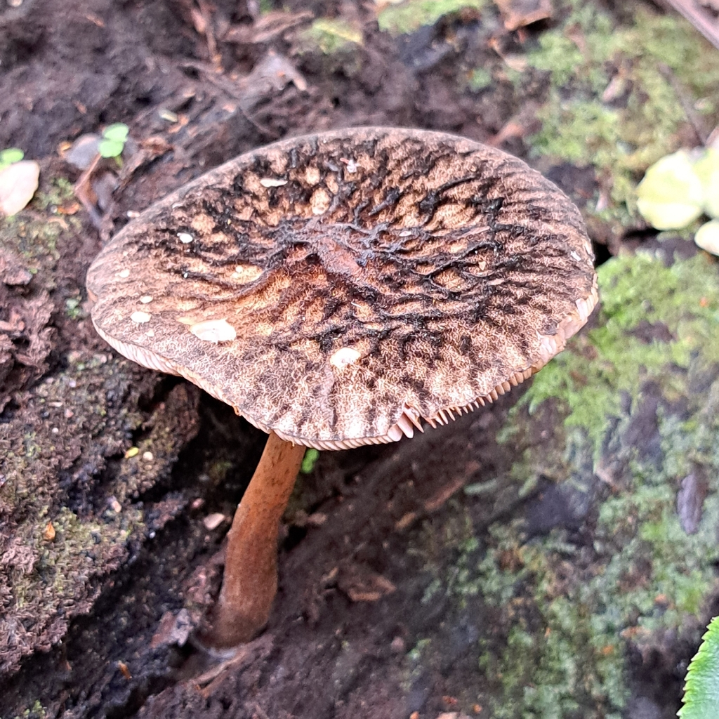 Pluteus perroseus · December 2025 · photo: © cooperj (iNaturalist, cc0)