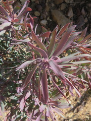Leucadendron barkerae