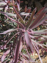 Leucadendron barkerae