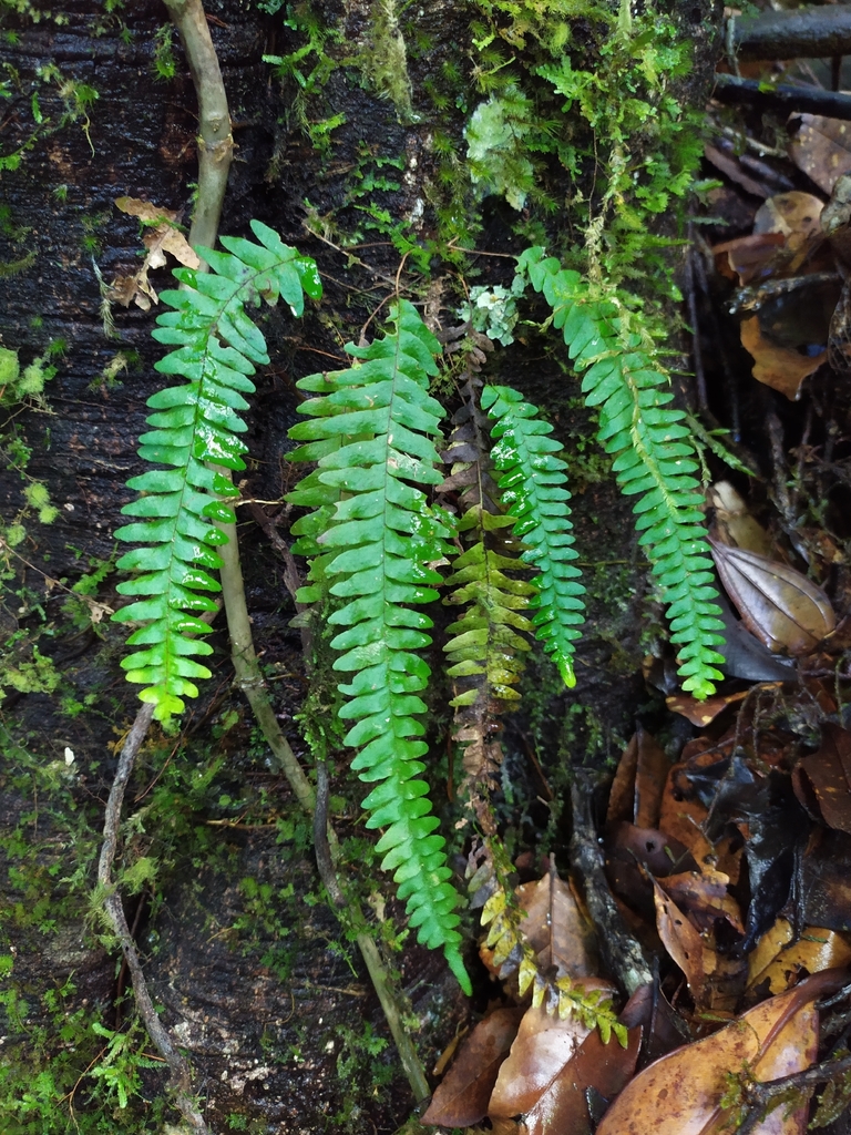 Terpsichore eggersii