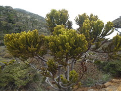 Dacrydium gibbsiae