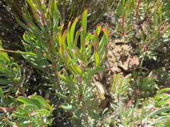 Protea canaliculata