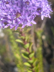 Pseudoselago pulchra