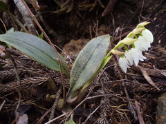 Coelogyninae