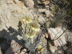 Syncarpha ferruginea
