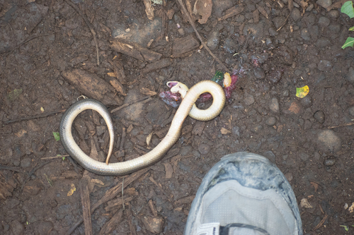 Blood Snake