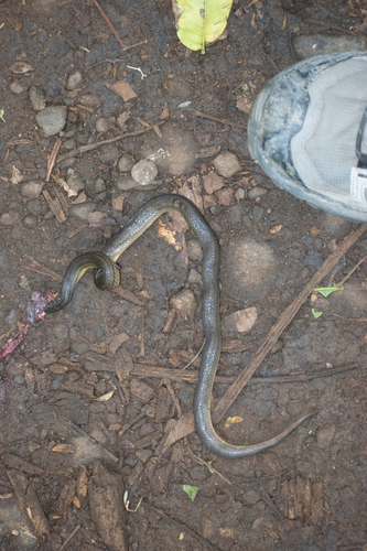 Blood Snake