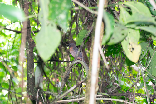 Black-cheeked Ant Tanager (Driophlox atrimaxillaris), photo 5