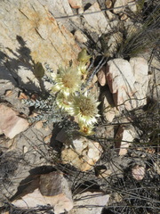 Syncarpha ferruginea