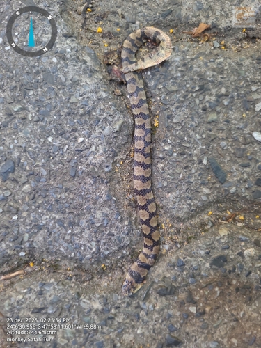 Southern Ground Snake, Atractus trihedrurus