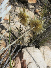 Syncarpha ferruginea