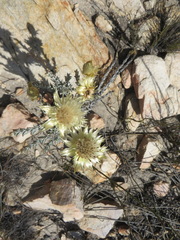 Syncarpha ferruginea