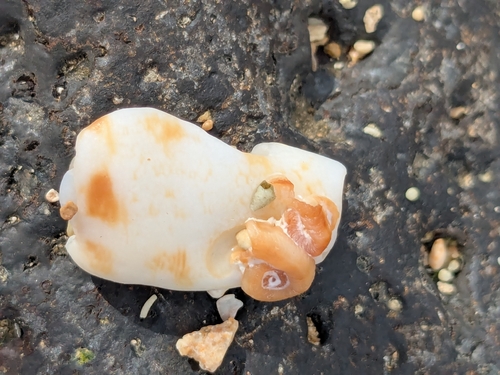 Maculastrombus maculatus observed 2025-12-24