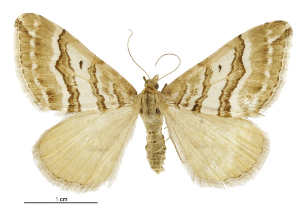 Western Brown Carpet