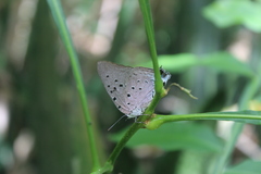 Pseudolycaena