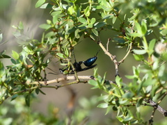 Stangeella cyaniventris