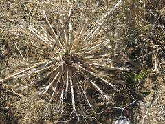 Brunsvigia bosmaniae