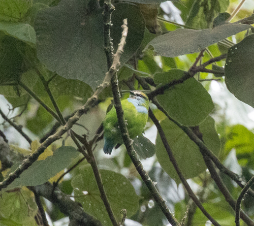 Grauer's Broadbill (Pseudocalyptomena graueri)