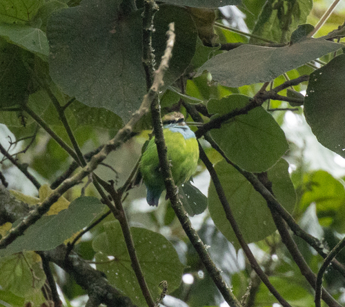 Grauer's Broadbill (Pseudocalyptomena graueri), photo 5