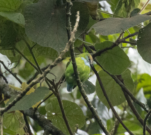 Grauer's Broadbill (Pseudocalyptomena graueri), photo 2