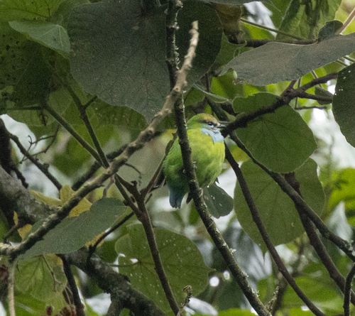 Grauer's Broadbill (Pseudocalyptomena graueri), photo 6