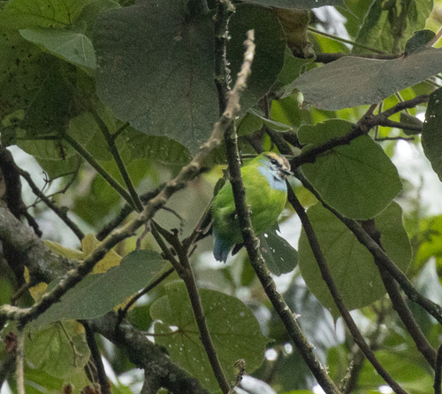 Grauer's Broadbill (Pseudocalyptomena graueri), photo 7