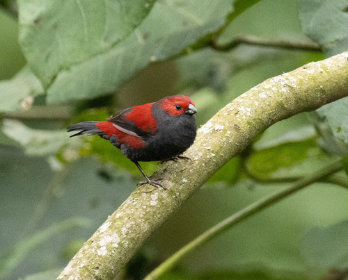 Dusky Crimsonwing (Cryptospiza jacksoni)